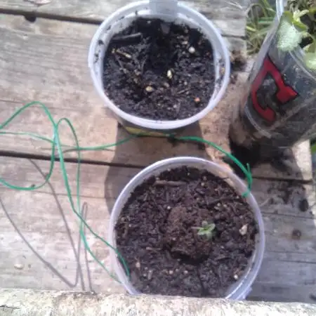 Ohio lemon g from seed