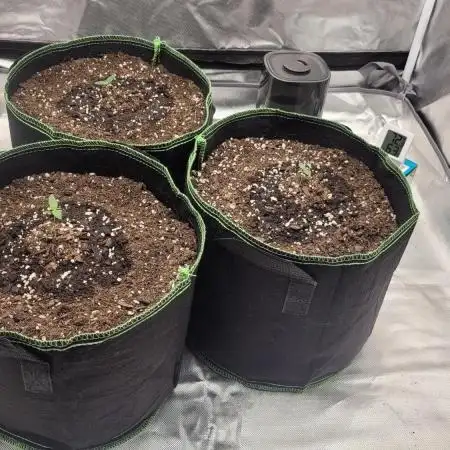 Grow 3