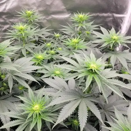 Grow 3