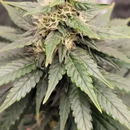 Grow 3