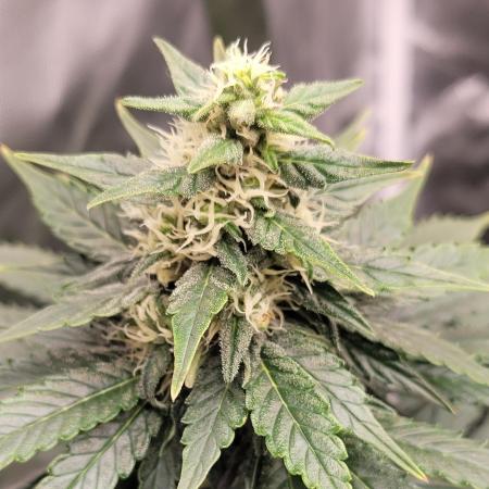 Grow 3