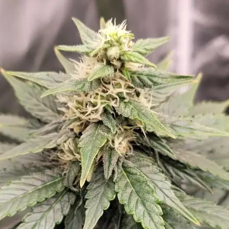 Grow 3