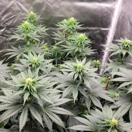 Grow 3