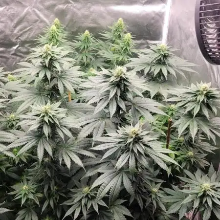 Grow 3