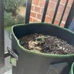 Grow Buddies