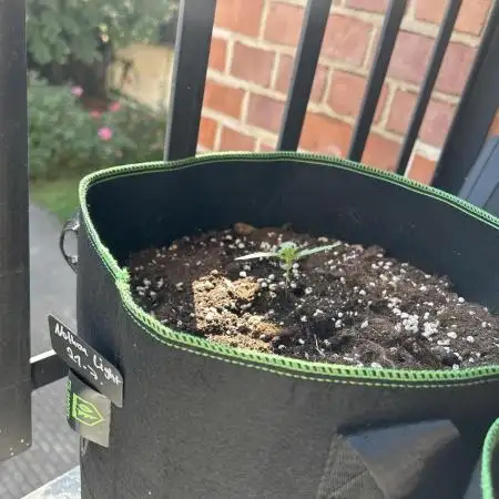 Grow Buddies
