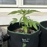 Grow Buddies