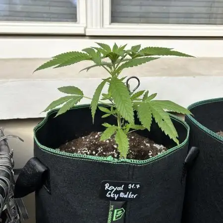 Grow Buddies