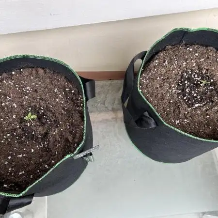 Grow Buddies