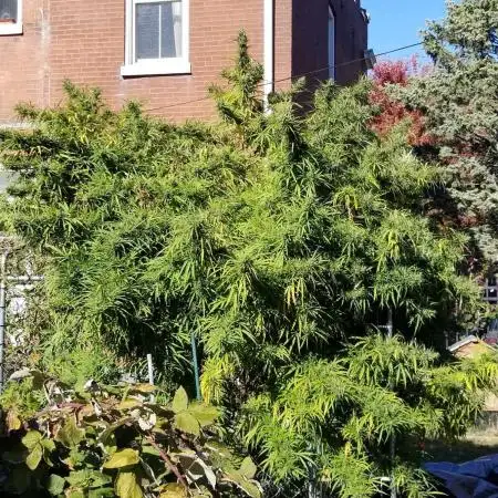Kosher Tangie 2024