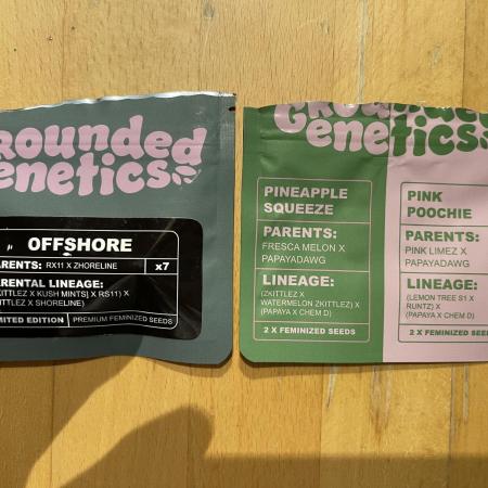 Grounded Genetics Run