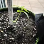 RQS Purplematic CBD / Royal Critical