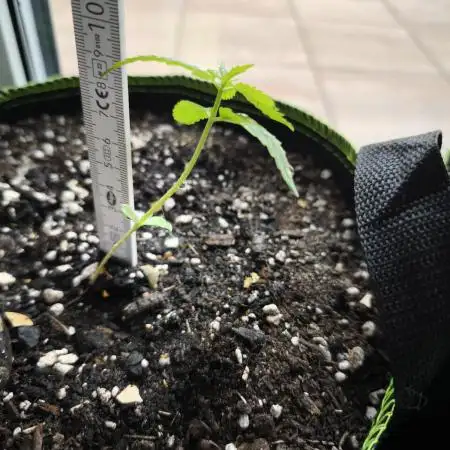 RQS Purplematic CBD / Royal Critical