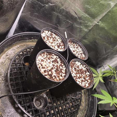 Autopots And XXL Autos