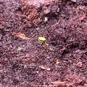 One Tent - One PLant