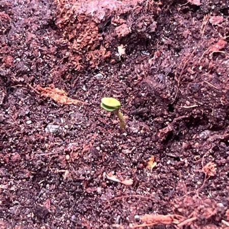 One Tent - One PLant