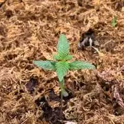 One Tent - One PLant