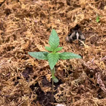 One Tent - One PLant