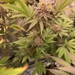 Lemon cherry pie
