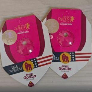 Royal Gorilla - SAPO Grower