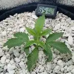 Citrus Lemonia #2