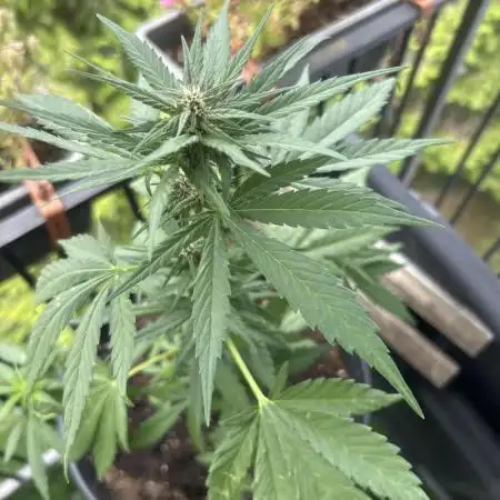 Banana Purple Punch - Outdoor