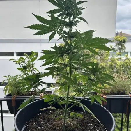 Gorilla Z -Outdoor Balcony- Luxembourg