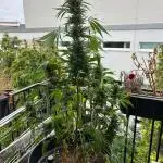 Apple Strudel Auto- Outdoor - balcony