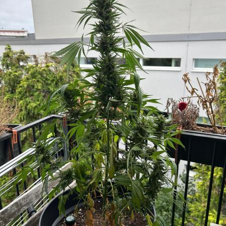 Apple Strudel Auto- Outdoor - balcony