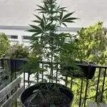 Apple Strudel Auto- Outdoor - balcony