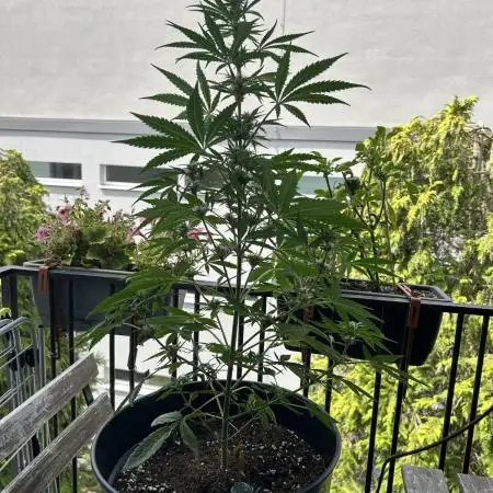 Apple Strudel Auto- Outdoor - balcony