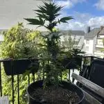 Banana Purple Punch - Outdoor