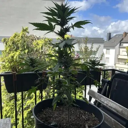 Banana Purple Punch - Outdoor