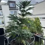 Gorilla Z -Outdoor Balcony- Luxembourg