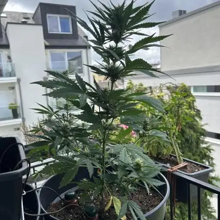 Gorilla Z -Outdoor Balcony- Luxembourg