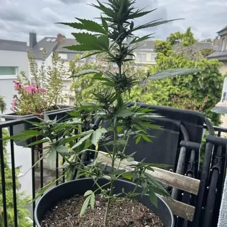 Banana Purple Punch - Outdoor