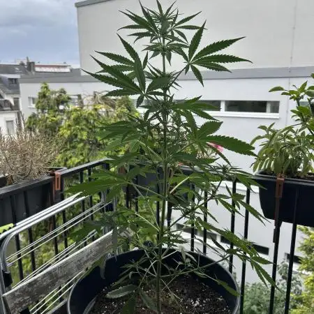 Apple Strudel Auto- Outdoor - balcony
