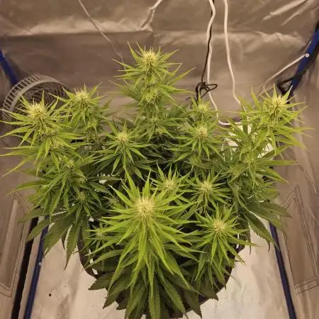 Gorilla Cookies FF