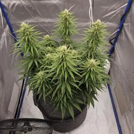 Gorilla Cookies FF