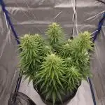 Gorilla Cookies FF