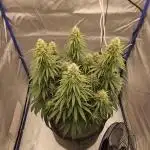 Gorilla Cookies FF