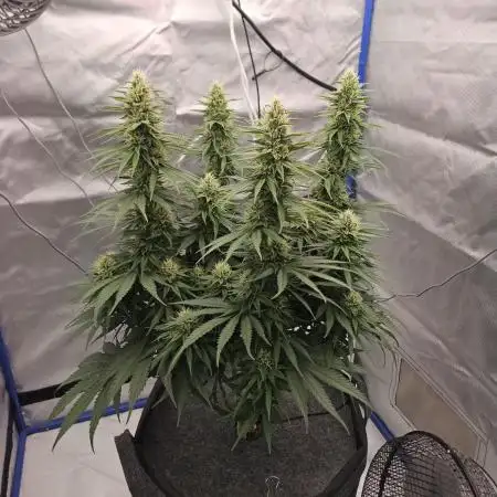 Gorilla Cookies FF