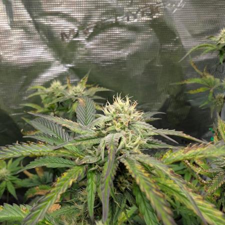 Mephistos Sundae Thumper