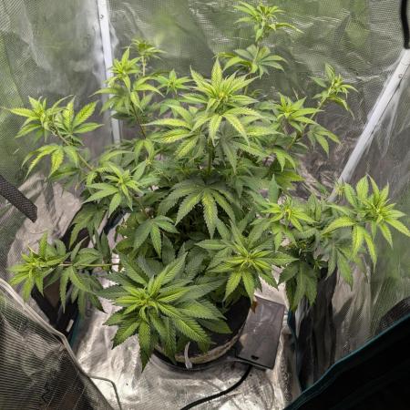 Mephistos Sundae Thumper