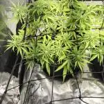 Rainbow Sherbet Indoor
