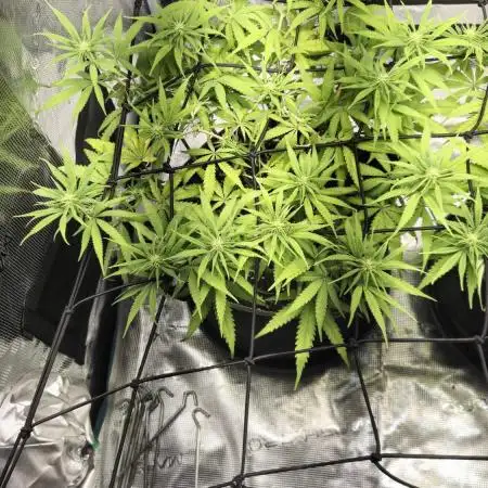 Rainbow Sherbet Indoor