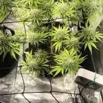 Rainbow Sherbet Indoor
