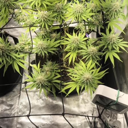 Rainbow Sherbet Indoor