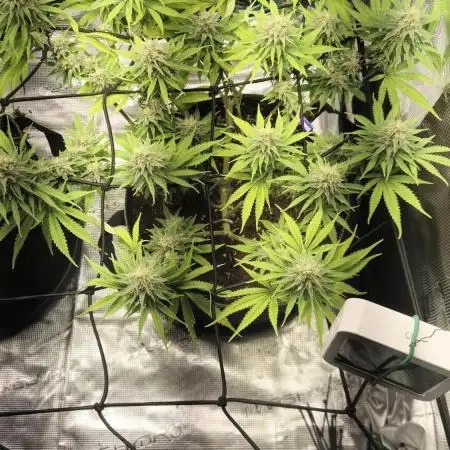 Rainbow Sherbet Indoor