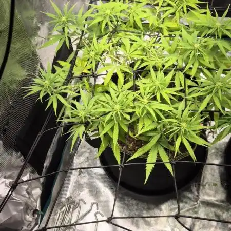 Rainbow Sherbet Indoor